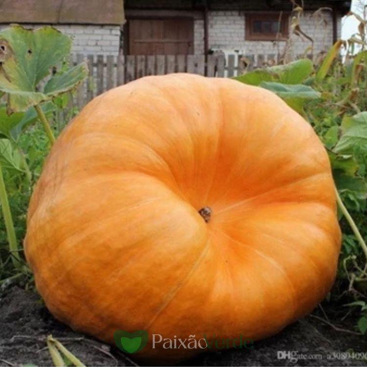 20 Sementes Selecionadas MORANGA Gigante Dills Atlantic + 32 Sementes de Melancia Gigante Congo