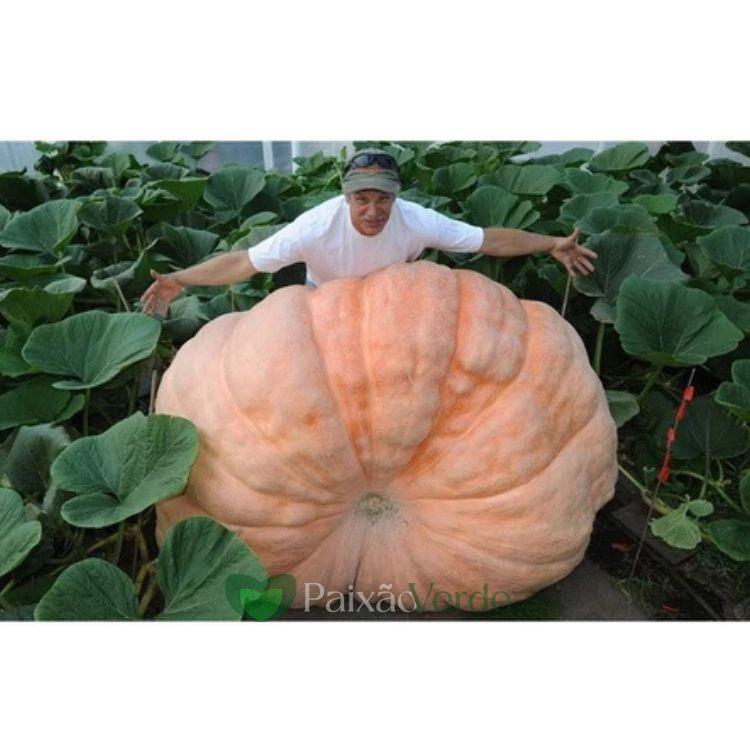 20 Sementes Selecionadas MORANGA Gigante Dills Atlantic + 32 Sementes de Melancia Gigante Congo