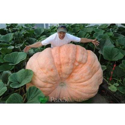 20 Sementes Selecionadas MORANGA Gigante Dills Atlantic + 32 Sementes de Melancia Gigante Congo