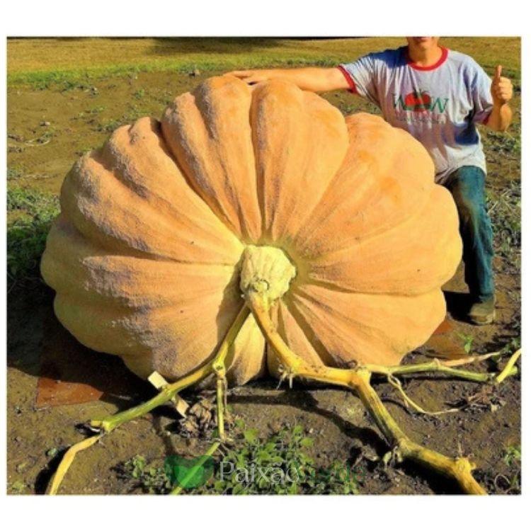 20 Sementes Selecionadas MORANGA Gigante Dills Atlantic + 32 Sementes de Melancia Gigante Congo