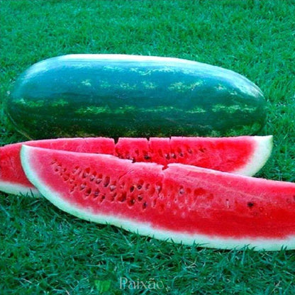 20 Sementes Selecionadas MORANGA Gigante Dills Atlantic + 32 Sementes de Melancia Gigante Congo