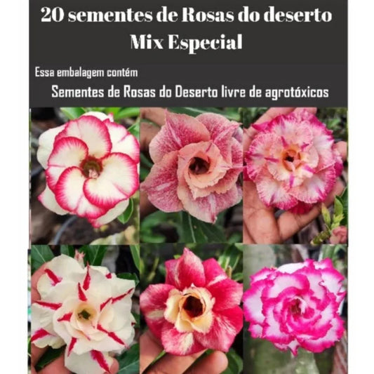 20 Sementes de Rosas do Deserto - Mix de Cores