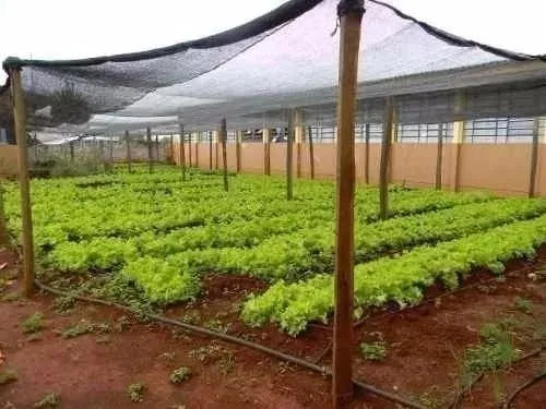 Sombrite 50 para Horta Premium Paixão Verde