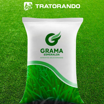 Sementes de Grama Premium – GreenPrime™ – Grama Esmeralda
