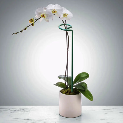 Suas Plantas Mais Grandiosas e Vivas -  Suportes PlantLife™ (Perfeito para Orquídeas, Flores e Rosas)